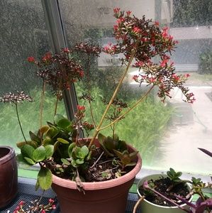 Meet your Posher, Jakaila